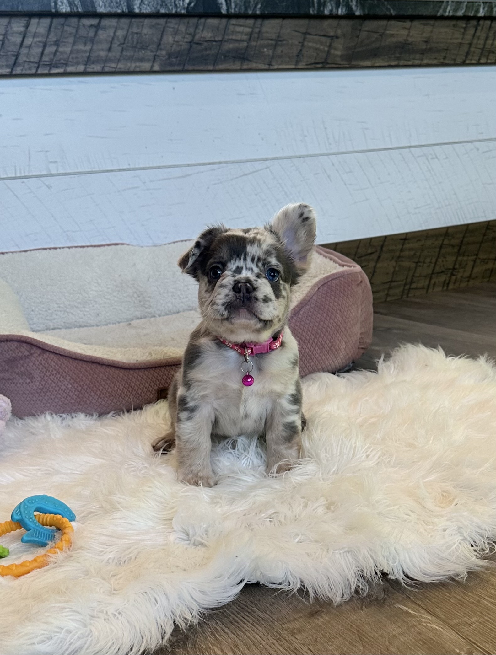 Stella 4 Stella - Image 4