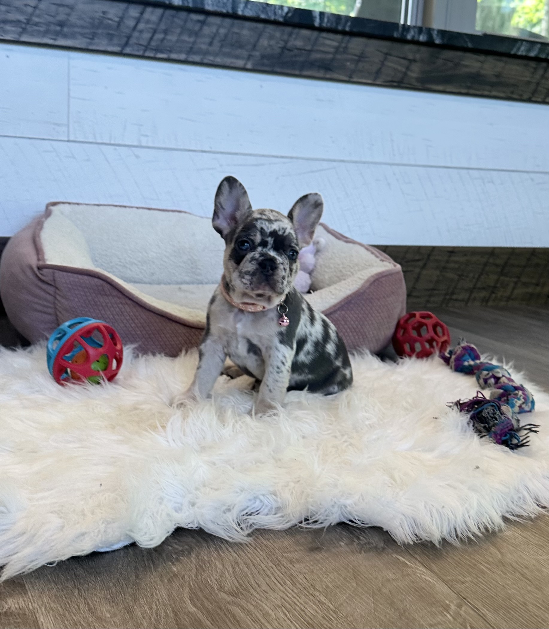 Lily 9 Lily - Image 9