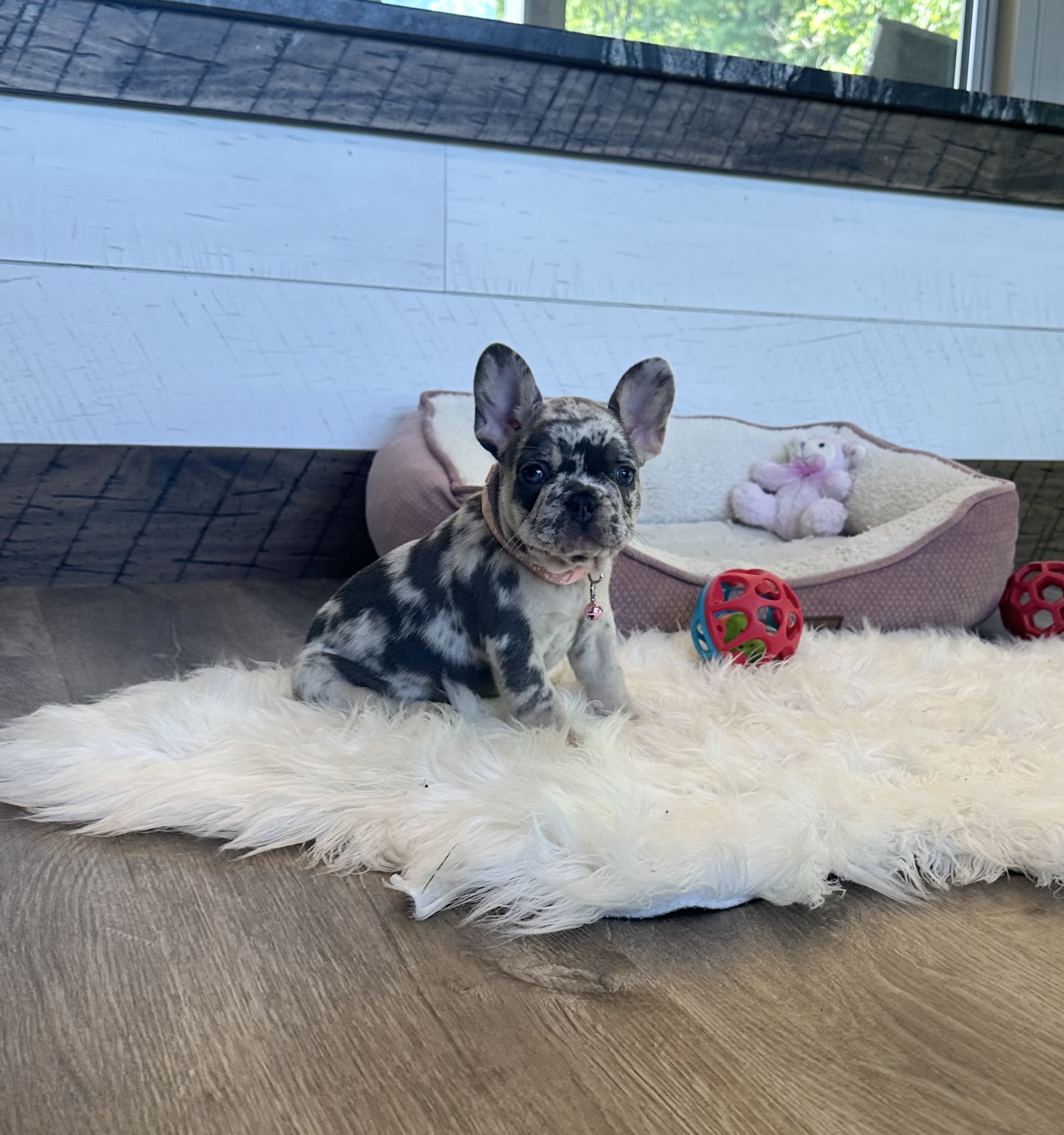 Lily 8 Lily - Image 8