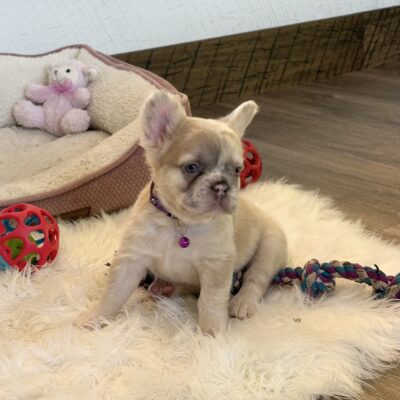Daisy