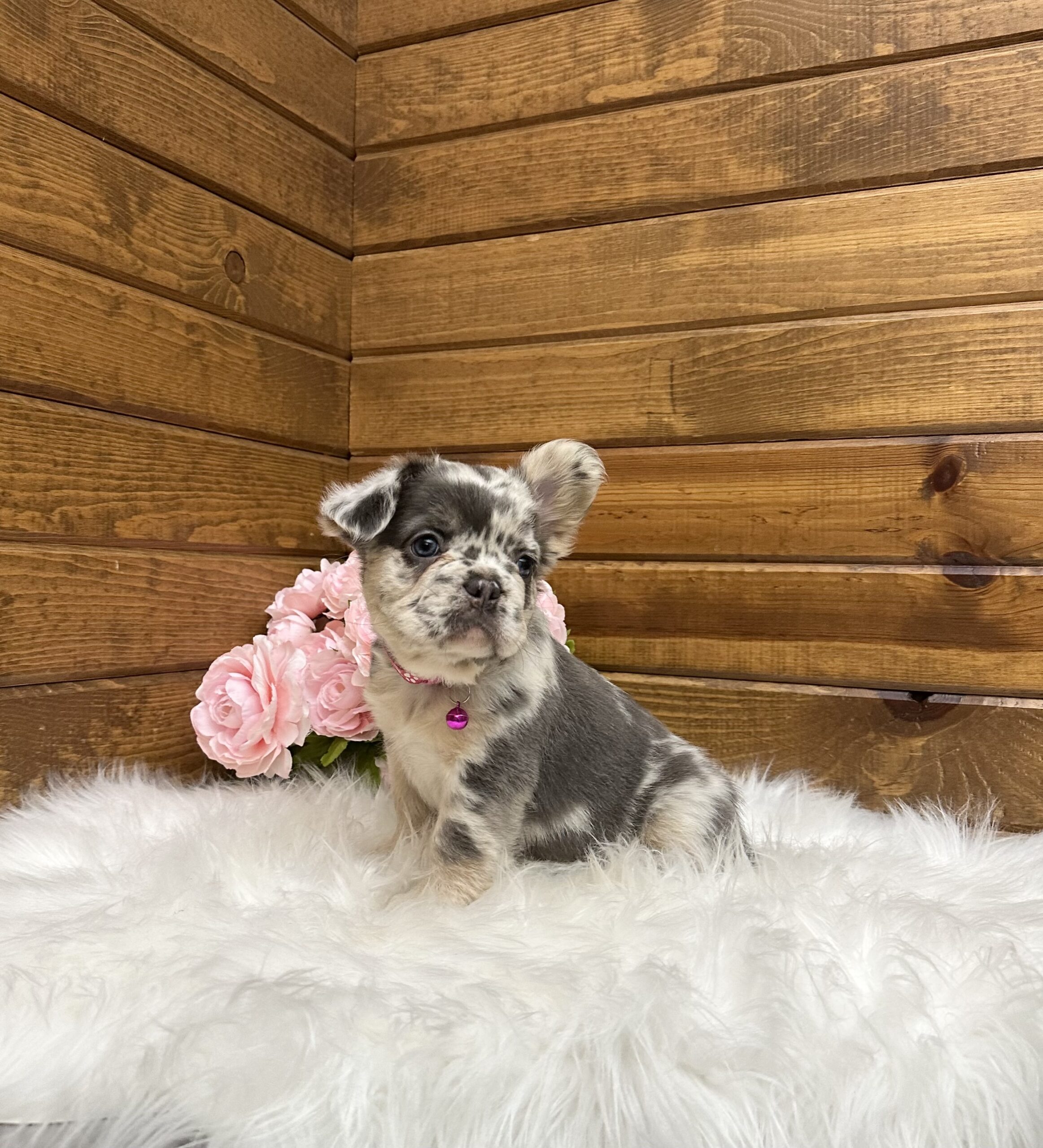 Stella 7 Stella - Image 7