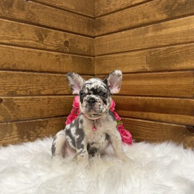 Lily
