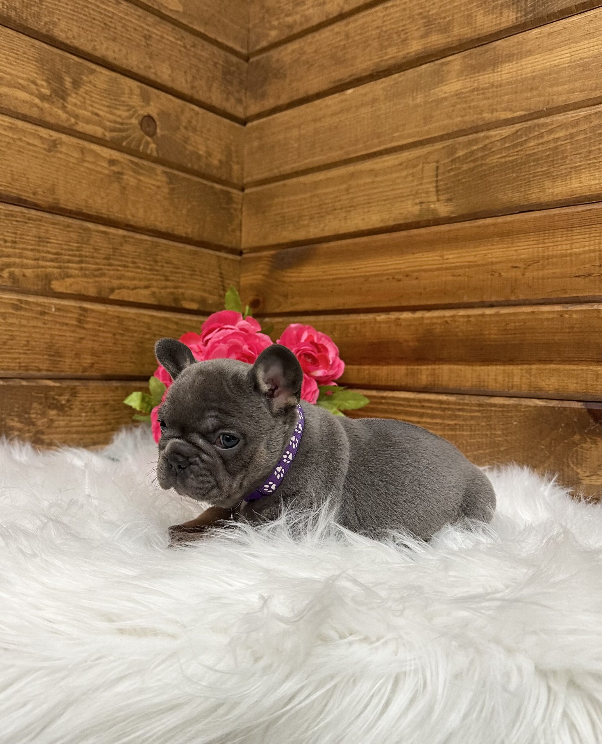 Faye 4 Faye - Image 4