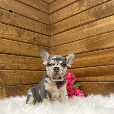 Gracie
