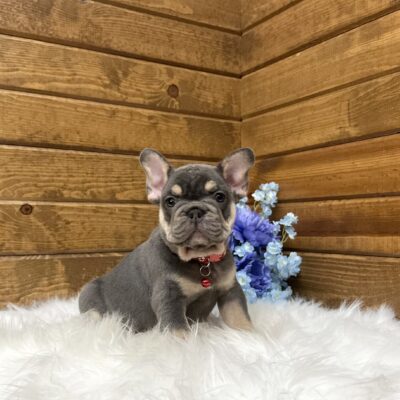 Cooper