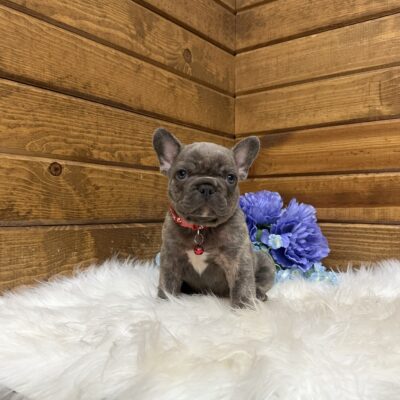 Ryder
