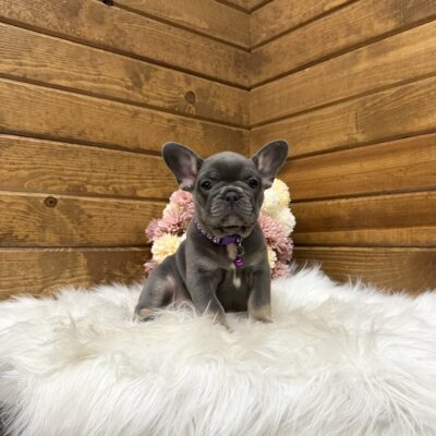 Faye