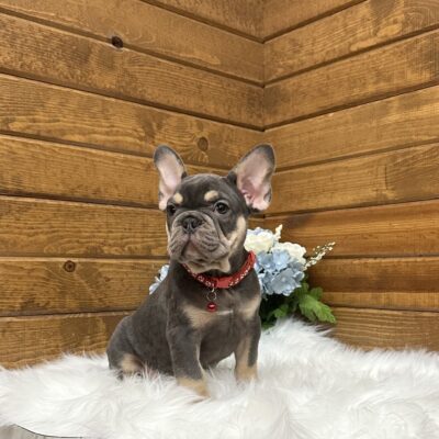 Cooper