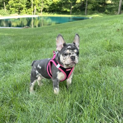 Gracie