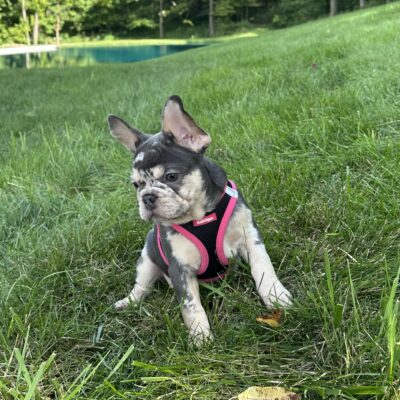 Gracie