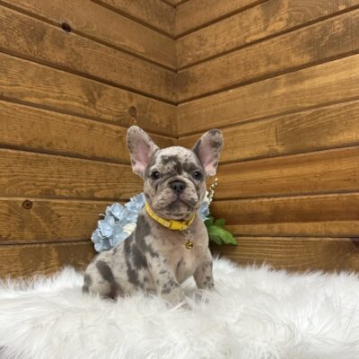 Oscar