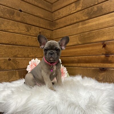 Sadie