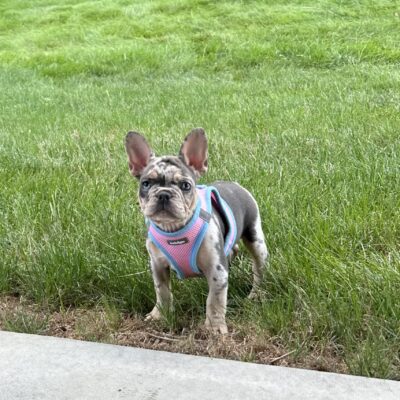 Nala
