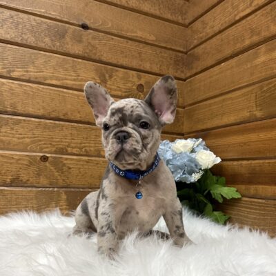Oscar